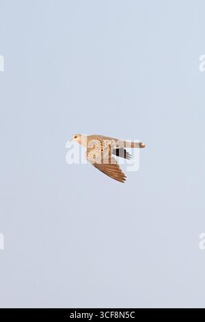 Turtle Dove (Streptopelia turtur) juvenile Norfolk August 2025 Stockfoto
