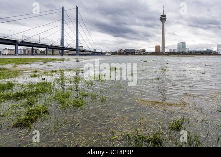 Steigender Wasserstand am Rhein in Düsseldorf, plus Regen und stürmisches Wetter, Blick auf Rheinkniebruecke, Altstadt, Landtag, Rheinturm, Düsseldorf, Nor Stockfoto
