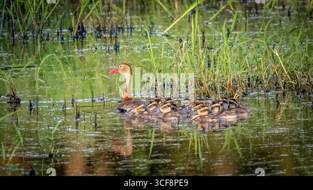 Schwarzbauchpfeifenente (Dendrocygna autumnalis), weiblich mit Jungen im Myakka River State Park in Sarasota Floirida USA Stockfoto