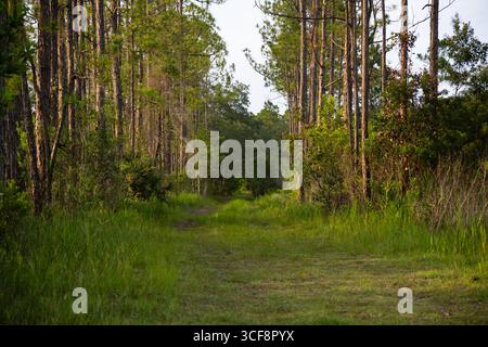Grasbewachsener Waldweg umgeben von hohen Kiefern in einer natürlichen Waldlandschaft an einem sonnigen Nachmittag. Stockfoto