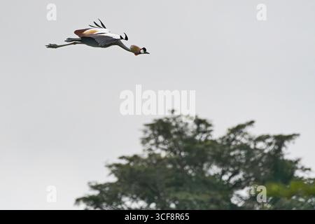 Balearica regulorum, Graukräne Stockfoto