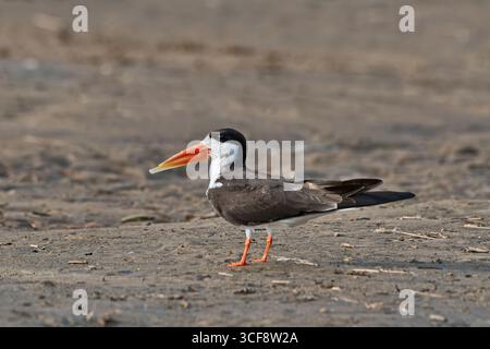 Rynchops flavirostris, afrikanischer Skimmer Stockfoto