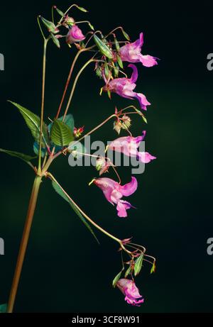 Himalaya / Indischer Balsam (Impatiens glandulifera) Nahaufnahme von Blumen von Pflanzen, die neben dem Fluss Tweed, Northumberland, England, August wachsen Stockfoto