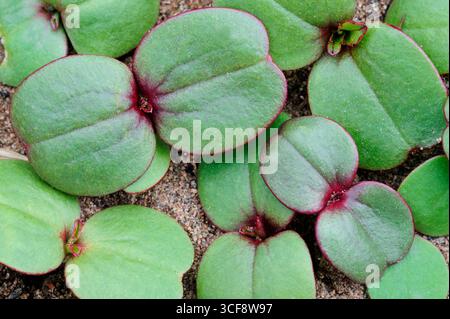 Himalaya/Indischer Balsam (Impatiens glandulifera) Setzlinge aus nicht einheimischen, invasiven Pflanzen besiedelnden Sandabschnitten nahe dem Rand des Flusses Tweed, Stockfoto