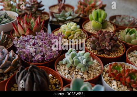 Eine abwechslungsreiche Gruppe von verschiedenen Arten von bunten und schönen saftigen Pflanzen, die in Töpfen angebaut werden Stockfoto