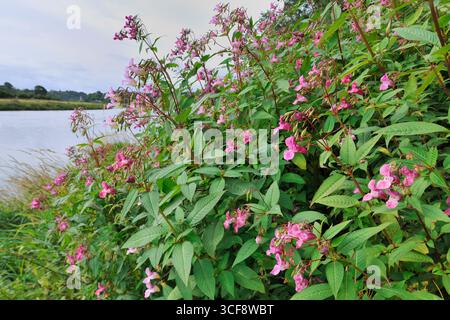 Himalaya / Indischer Balsam (Impatiens glandulifera) dichter Pflanzenbestand, der am Flussufer am Fluss Tweed, Northumberland, England, August wächst Stockfoto