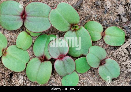 Himalaya/Indischer Balsam (Impatiens glandulifera) Setzlinge aus nicht einheimischen, invasiven Pflanzen besiedelnden Sandabschnitten nahe dem Rand des Flusses Tweed, Stockfoto