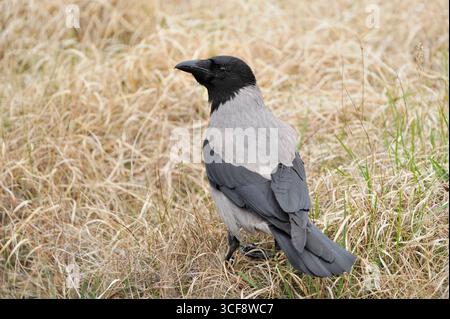 Kapuzenkrähe (Corvus corone cornix), die auf der Suche nach Resten von Nahrungsfängen am Boden ist, Noth Harris, Äußere Hebriden, Schottland, Mai Stockfoto