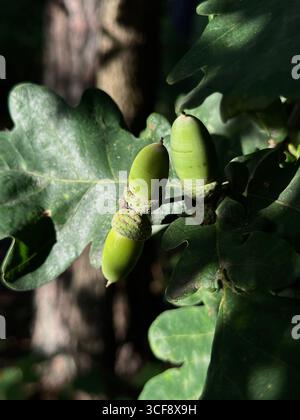 Nahaufnahme frischer grüner Eicheln auf einem Eichenzweig mit Blättern bei natürlichem Tageslicht. Symbol für Wachstum, Natur und Herbstsaison. Stockfoto