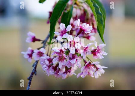 Nahaufnahme der rosafarbenen Kirschblüten im Frühling Stockfoto