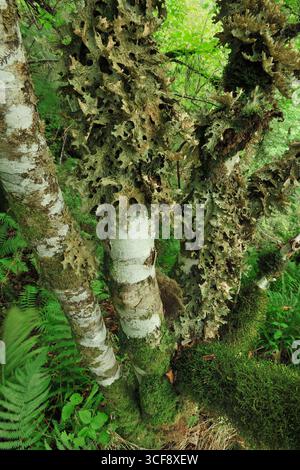 Baumwolkenflechte (Lobaria pulmonaria), die auf den Stämmen der Haselnuss (Corylus avellana) zusammen mit anderen Flechten und Moosen in Schluchtwäldern wächst. Stockfoto