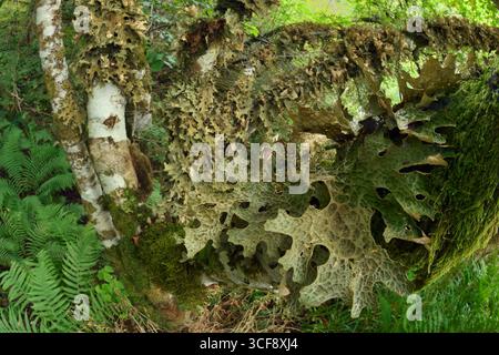 Baumwolkenflechte (Lobaria pulmonaria), die auf den Stämmen der Haselnuss (Corylus avellana) zusammen mit anderen Flechten und Moosen in Schluchtwäldern wächst. Stockfoto