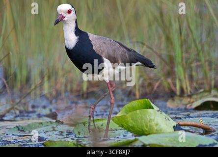 Vanellus crassirostris, Langhaar Lapwing Stockfoto