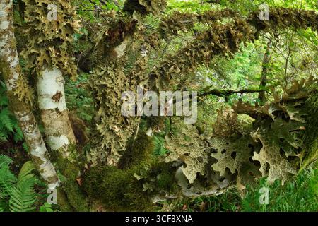 Baumwolkenflechte (Lobaria pulmonaria), die auf den Stämmen der Haselnuss (Corylus avellana) zusammen mit anderen Flechten und Moosen in Schluchtwäldern wächst. Stockfoto
