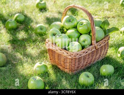 Ripe green apples in a wicker basket on the green lawn in the orchard close up, front view. Stockfoto