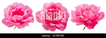 Drei geöffnete rosa Rosen oder bulgarische Rosen auf weißem Hintergrund. Datei enthält Beschneidungspfade. Stockfoto