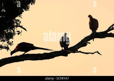 Pheasant (Phasianus colchicus) group of birds going to roost at sunset in the branches of a tree, Berwickshire, Scotland, October Stockfoto