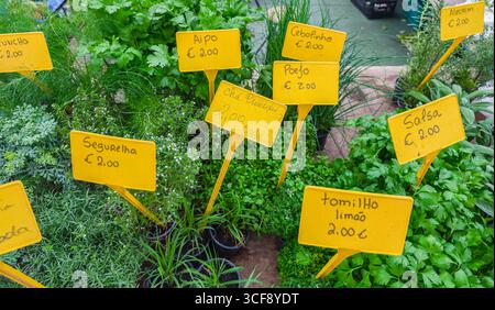 Auswahl an frischen Kräutern in Töpfen auf dem Bauernmarkt aus nächster Nähe. Stockfoto
