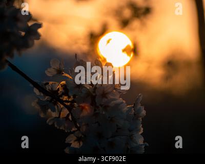 Kirschblüten in voller Blüte in Seoul, Südkorea, Stockfoto