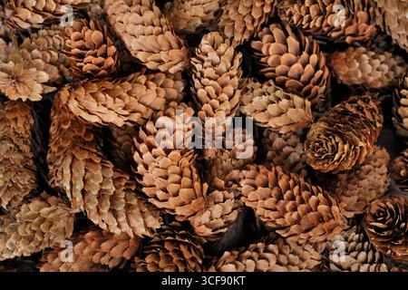 Sitka-Fichte (Picea sitchensis) gefallene Kegel auf dem Boden unter Reifen Bäumen, Dumfriesshire, Schottland, Mai Stockfoto