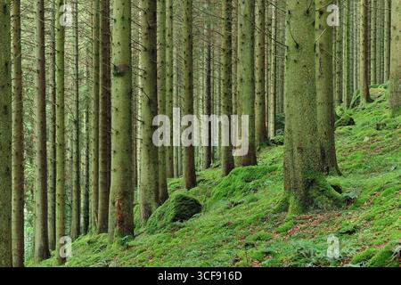 Sitka-Fichte (Picea sitchensis) im Innern der kommerziellen Plantage, Dumfriesshire, Schottland, September Stockfoto