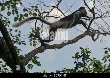 Colobus Guereza, Schwarzweiß-Colobus-Affe Stockfoto