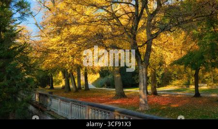 Gelbe Bäume an einem sonnigen Herbsttag in einem idyllischen Stadtpark in Heidelberg Stockfoto