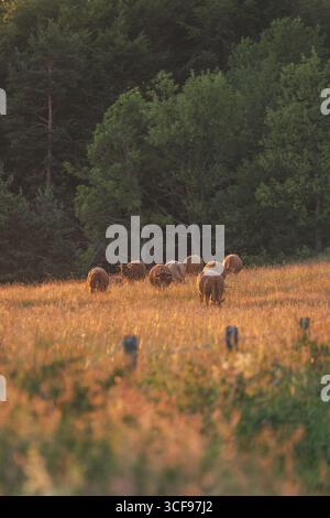 Kühe, die auf einer Wiese in Polen weiden Stockfoto