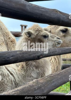 Nahaufnahme eines Kamels hinter einem Holzzaun. Perfekt für Themen rund um Tierwelt, Landwirtschaft, Landwirtschaft, Zoos, Tierpflege, Wüstentiere, Stockfoto