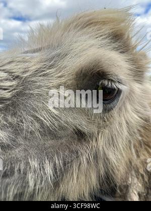 Makroaufnahme eines Kamelauges mit detaillierten Wimpern und Felltexturen, die bei Tageslicht im Freien aufgenommen werden. Ideal für Zoologie, Biologie und Tierwelt Stockfoto