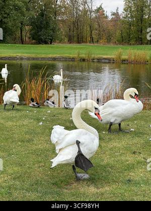 Gruppe weißer Schwäne und Enten an einem Teich in einem grünen Park im Herbst. Aufnahmen im Freien bei Tageslicht mit Bäumen und Gras im Hintergrund. Stockfoto