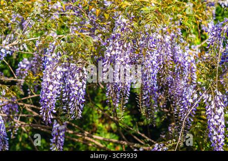 Chinesische Glyzinien. Duftende klassische lila Blüten in hängenden Clustern. Blauchinesische Glysteria-Arten der Leguminosen- und Bohnenfamilie. Selektiver Fokus. Stockfoto
