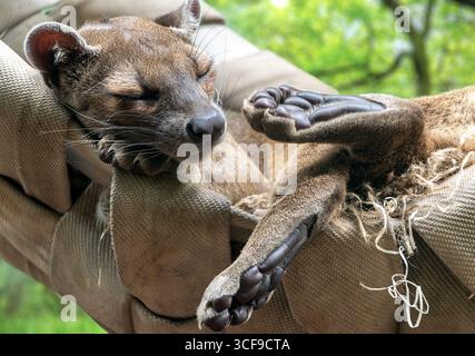 Fossa (Cryptoprocta ferox) schlafend in einem hängenden Bett mit den Beinen nach oben Stockfoto
