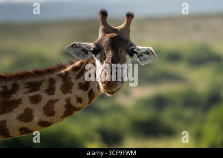 Nahaufnahme eines Giraffen-Porträts im Nairobi-Nationalpark, Kenia Stockfoto