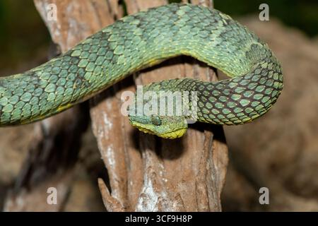 Eine schöne variable Buschviper (Atheris squamigera), alarmiert auf einem Ast. Eine giftige Viper, die in Mittel- und Westafrika endemisch ist Stockfoto