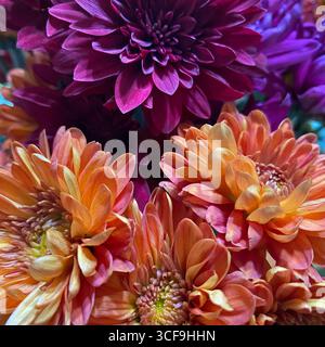 Nahaufnahme eines Blumenstraußes aus blühenden orange, gelb und tiefrosa Chrysanthemenblüten Stockfoto