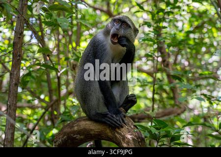 Sykes' Affe sitzt auf einem Baum im Jozani Wald, Sansibar Stockfoto