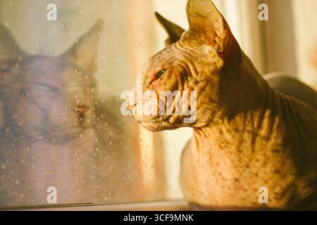 Die kahle kanadische Spynx-Katze schnüllt in warmem Sonnenlicht und schaut weg, sitzt auf dem Fensterbrett und schaut an regnerischen Tagen aus dem Fenster. Katze Haustier, Tier zu Hause. Ref Stockfoto