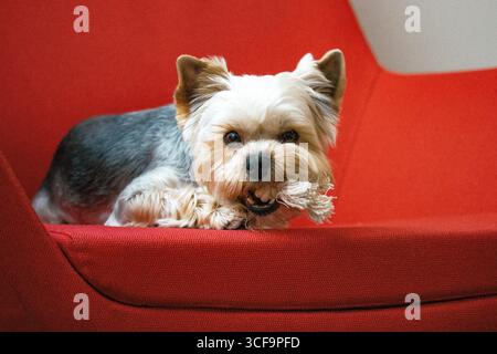 Der süße lustige reinrassige Yorkshire Terrier Hund liegt auf einem roten Stuhl in einer modernen Einrichtung und kaut an einem weißen Haustier Spielzeug. Der lustige Welpe sieht gerade aus Stockfoto