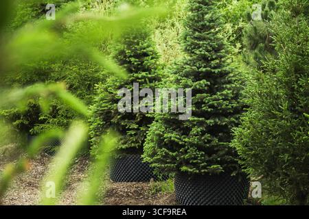Dichte blaue Fichtenbäume in der Gärtnerei mit üppigem Laub in einem speziellen Topf zum Verkauf. Im Freien. Gartenarbeit. Kleine Unternehmen. Viele junge grüne Nadelbäume Stockfoto