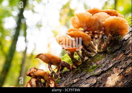 Lungenausternpilz wächst auf Einem moosbedeckten Baumstamm, Pleurotus Pulmonarius im Herbstwald Stockfoto