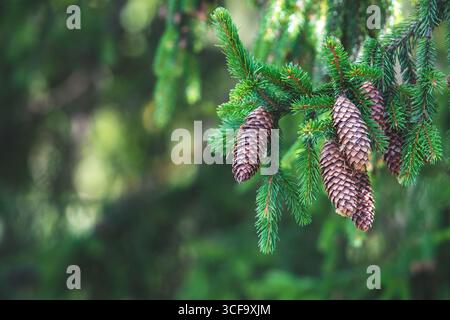 Tannenzapfen auf den Zweigen einer Kiefer oder Fichte, umgeben von üppig grünen Nadeln. Der Hintergrund ist verschwommen, wodurch ein natürlicher, friedlicher Wald entsteht Stockfoto