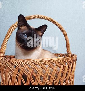 Ein bezauberndes Porträt einer siamesischen Katze, die sich bequem in einem gemütlichen gewebten Korb befindet. Die auffälligen blauen Augen und das elegante Fell der Katze sorgen für ein warmes und Stockfoto