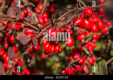 Close-up Rote Beeren des Berberis thunbergii Busches im Herbst im Garten. Japanischer Garten Herbst Natur. Berberis thunbergii oder Thunberg's Red Barberr Stockfoto