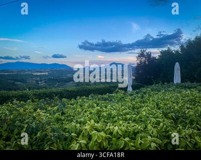 Grüne Sträucher, die eine Panorama-Tallandschaft mit Bergsilhouetten unter goldenem Sonnenuntergang in Civitella Casanova, Abruzzen, Italien umrahmen Stockfoto