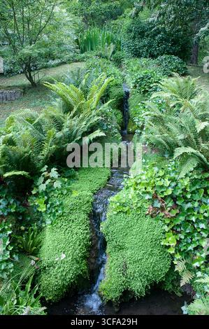 Hellgrüne Farne und Pflanzen säumen einen sanften Fluss, während das Wasser bei Tageslicht friedlich durch einen lebendigen Garten fließt. Stockfoto