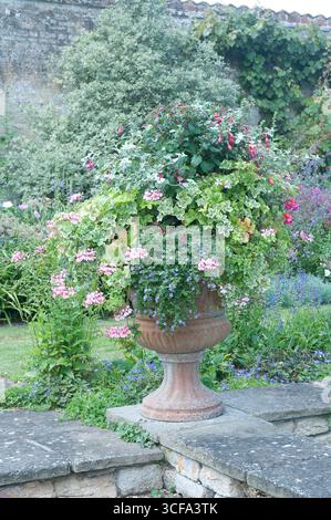 In einem ruhigen Garten, umgeben von grünem Laub und farbenfrohen Pflanzen, steht eine lebendige Blumenkunst in einem Topf. Stockfoto