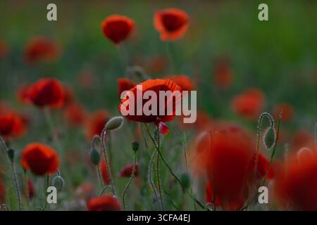 Eine atemberaubende Nahaufnahme eines leuchtenden roten Mohns in einem Blütenfeld mit einem wunderschön verschwommenen Bokeh-Hintergrund, der seine zarten Blütenblätter betont Stockfoto