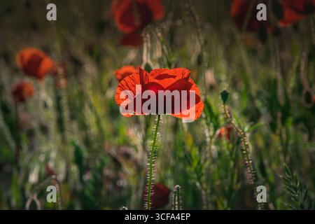 Dieses fesselnde Bild zeigt einen leuchtenden roten Mohn in atemberaubender Nahaufnahme. Das Sonnenlicht beleuchtet die zarten Blütenblätter und den feinhaarigen Stiel, während Stockfoto