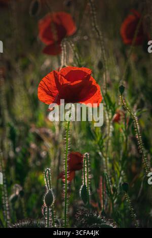 Dieses fesselnde Bild zeigt einen leuchtenden roten Mohn in atemberaubender Nahaufnahme. Das Sonnenlicht beleuchtet die zarten Blütenblätter und den feinhaarigen Stiel, während Stockfoto
